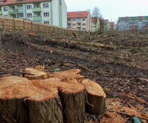 Przy ulicy Janosika wycięto dziesiątki drzew