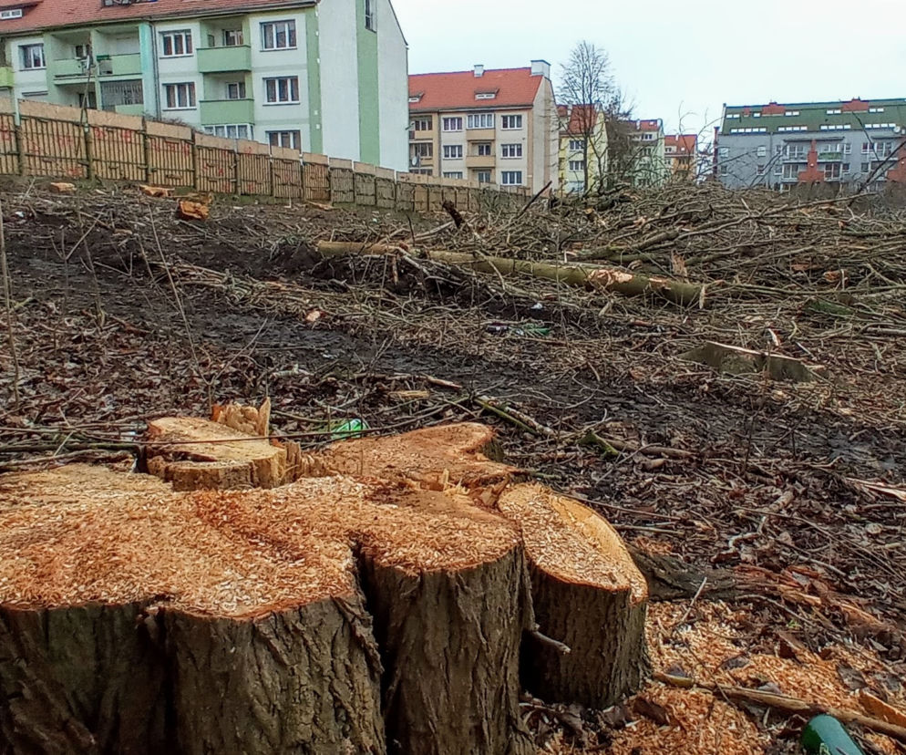 Przy ulicy Janosika wycięto dziesiątki drzew