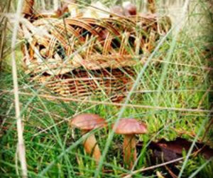 Grzybobranie 2017 w Bydgoszczy i okolicach [ZDJĘCIA CZYTELNIKÓW]