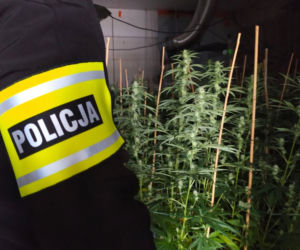 Sokółka. Nielegalna plantacja konopi zlikwidowana. Dwie osoby zatrzymane