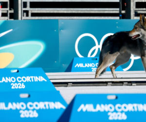 Pies biegł z zawodniczkami na trasie igrzysk