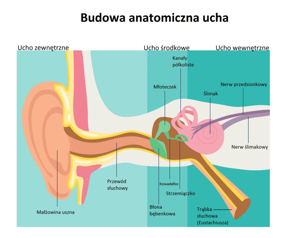 Budowa anatomiczna ucha