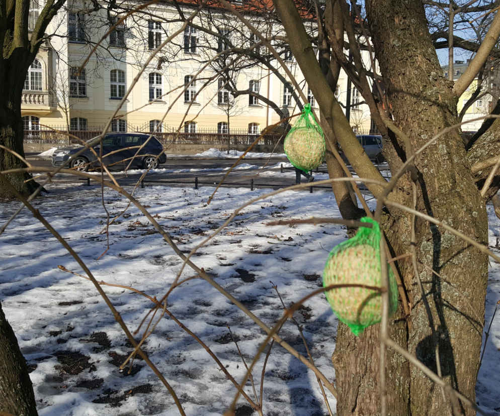 Dokarmianie ptaków w Bydgoszczy