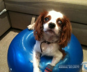 Fundacja Animal Security
