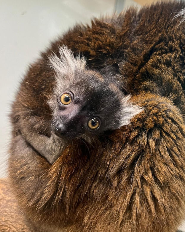 Lemuria czarna