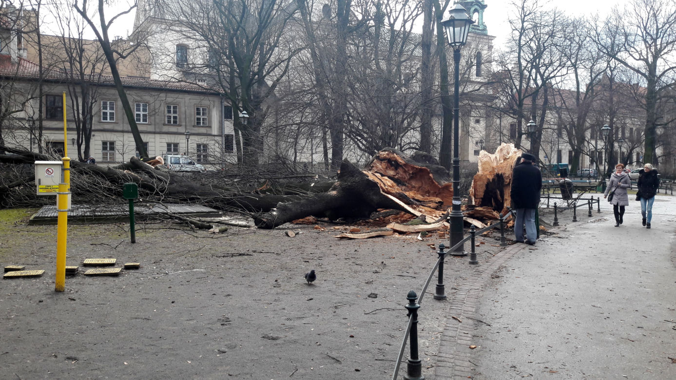 Ogromne drzewo powalone na Plantach [ZDJĘCIA]