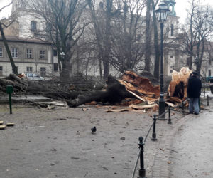 Ogromne drzewo powalone na Plantach [ZDJĘCIA]