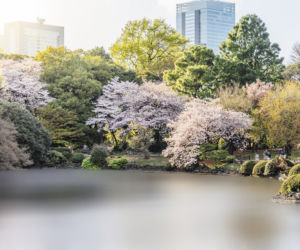 Japonia