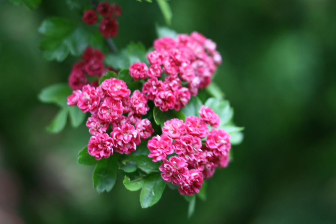 Głóg pośredni 'Paul's Scarlet' 