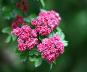 Głóg pośredni 'Paul's Scarlet' 
