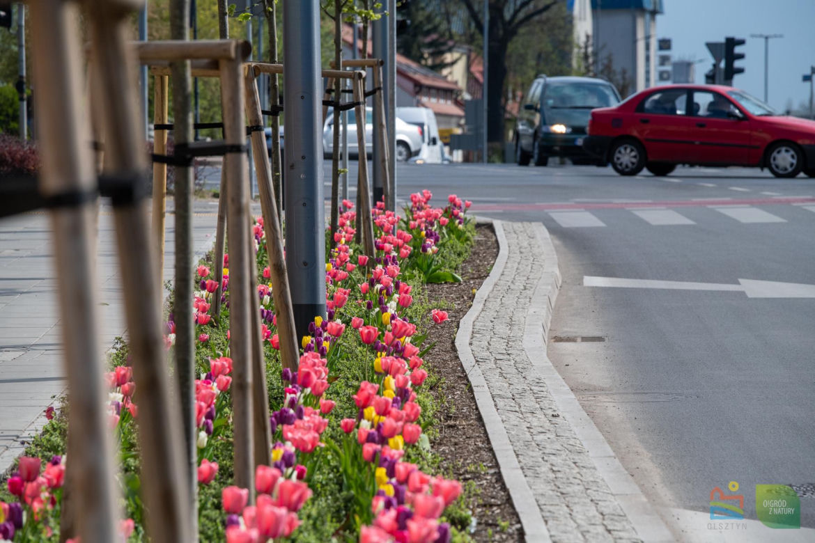 Olsztyn w wiosennym wydaniu. W mieście jest coraz piękniej