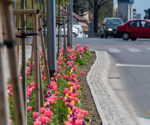 Olsztyn w wiosennym wydaniu. W mieście jest coraz piękniej