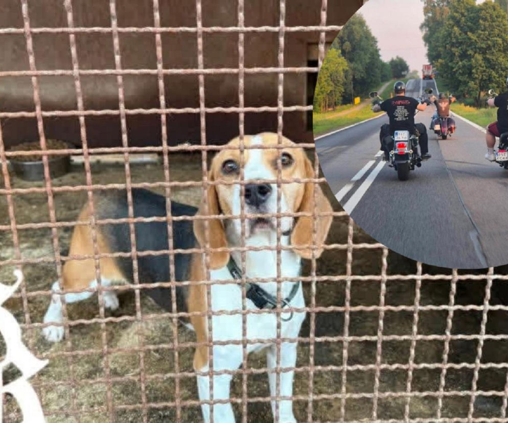Pies w typie beagle w kojcu, obok miniatura z jadącymi motocyklistami. O akcji dla schroniska przeczytasz w Eska Starachowice.