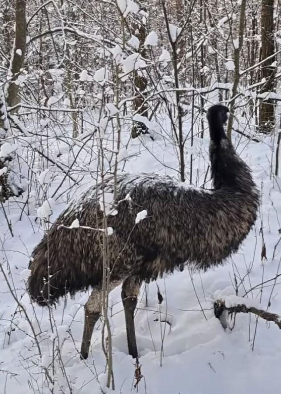 Emu znaleziony w lesie pod Garwolinem
