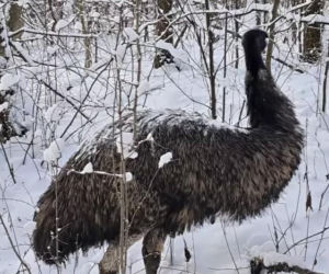 Emu znaleziony w lesie pod Garwolinem