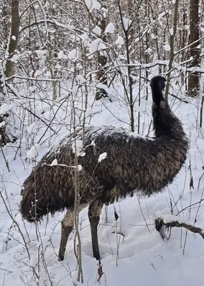 Emu znaleziony w lesie pod Garwolinem