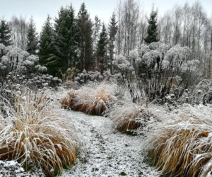 Ogród naturalny - Katarzyna Bellingham