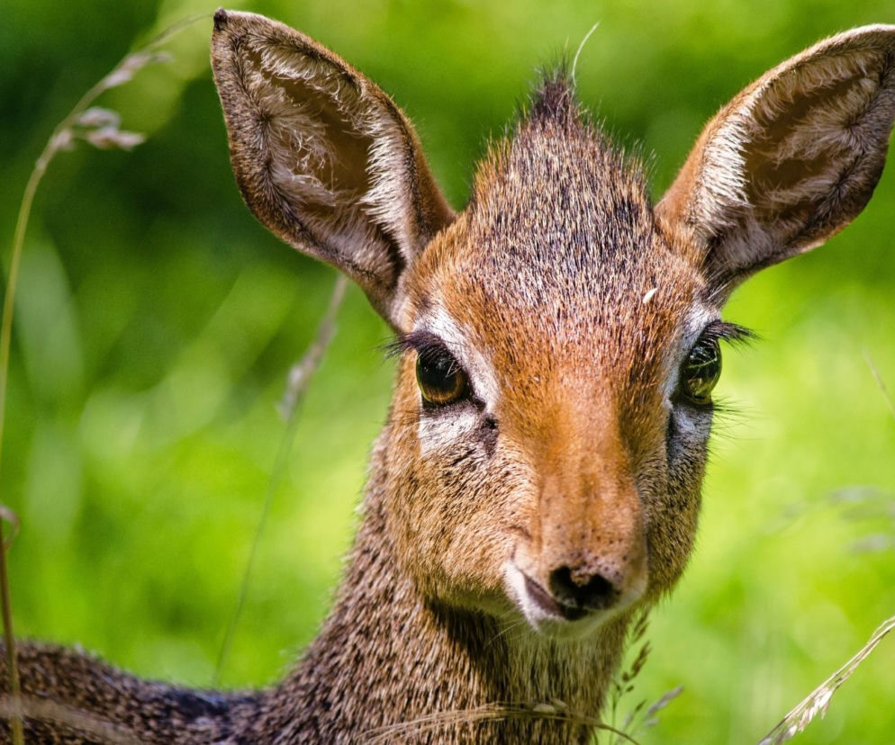 Chcesz pracować w Warszawskim ZOO? Opiekun zwierząt poszukiwany! 