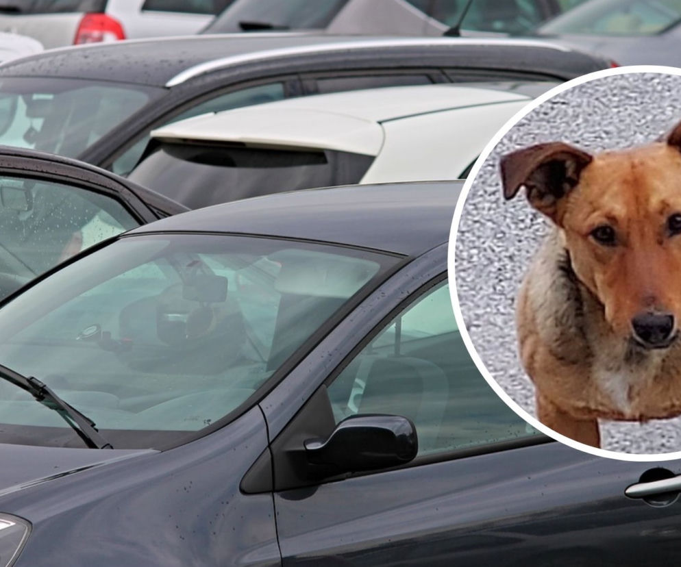 Rawa Mazowiecka. Zaparkował na chwilę auto, obcy pies mu je... uszkodził!