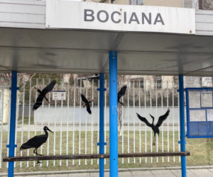 Problem z gilami na Prądniku Białym