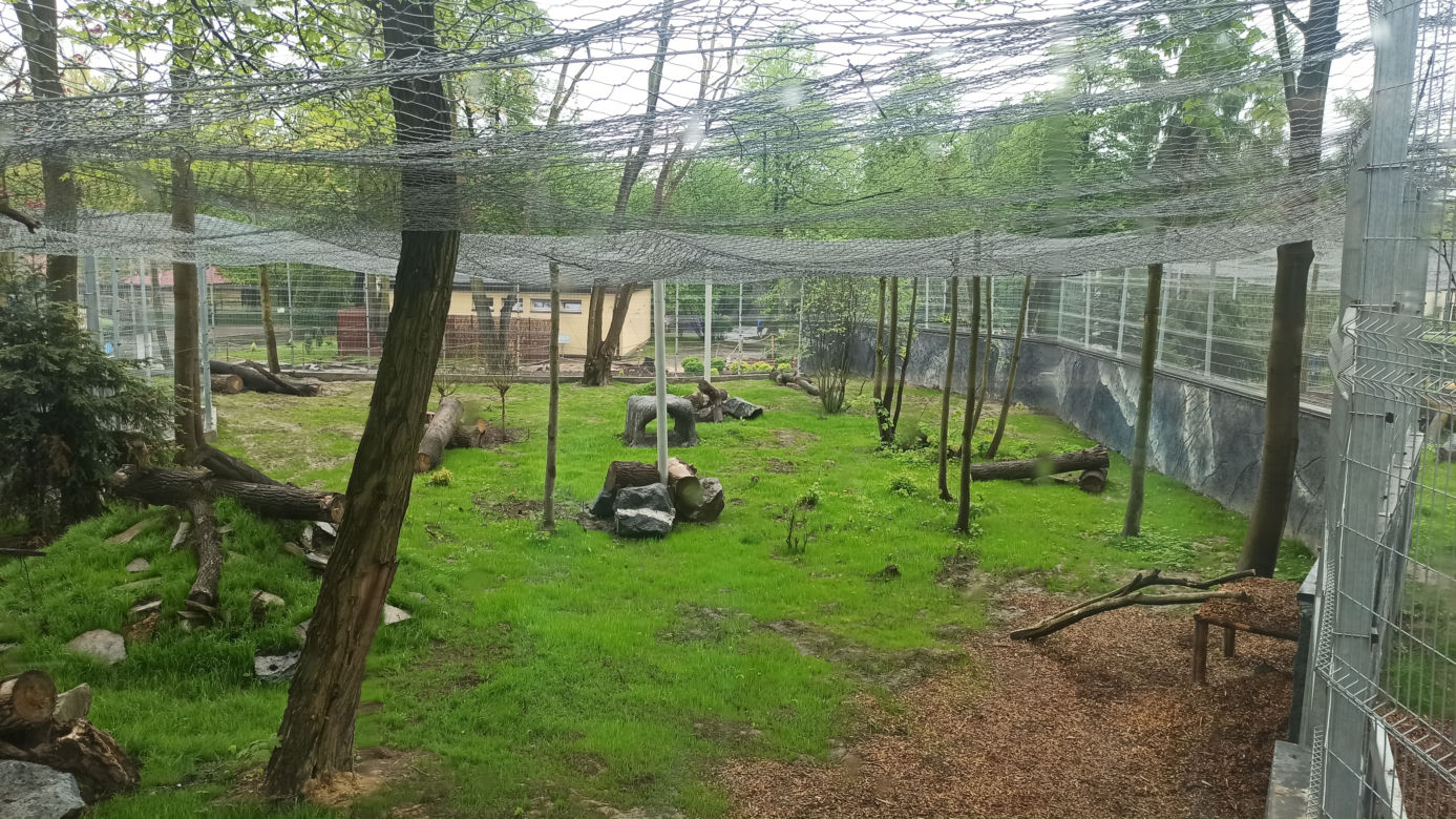 W śląskim ZOO powstała nowa woliera dla panter śnieżnych