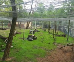 W śląskim ZOO powstała nowa woliera dla panter śnieżnych