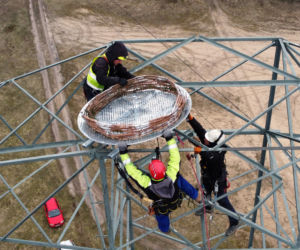 Montaż platformy lęgowej dla rybołowów w Nadleśnictwie Kliniska w okolicach miejscowości Inoujście 