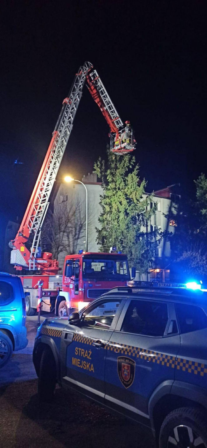 Kot utknął wysoko na drzewie. Spektakularna akcja służb w Ostrowie!
