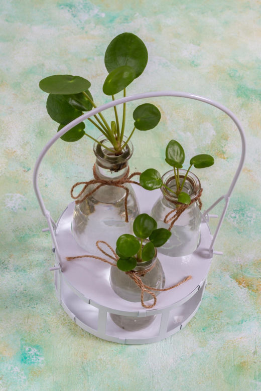 Pilea peperomioides, czyli kwiat pieniążek