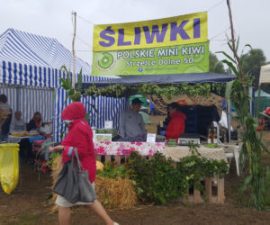 Święto Śliwki 2019 