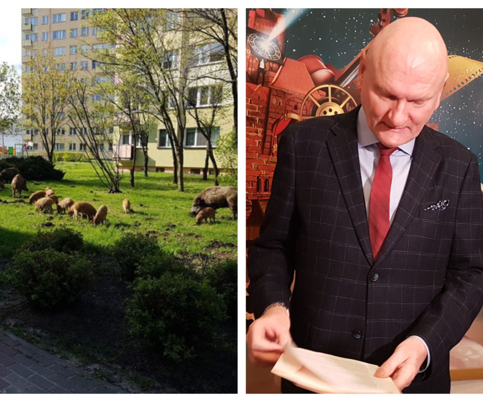 Prezydent Torunia zdecydował o odstrzale dzików! Nie ma innego wyjścia