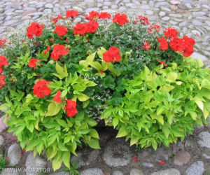 Pelargonia