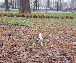 W parku na Pl. Kościuszki przygotowania do nowego sezonu