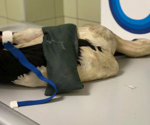 Bocian Antek został wypchnięty z gniazda na druty wysokiego napięcia