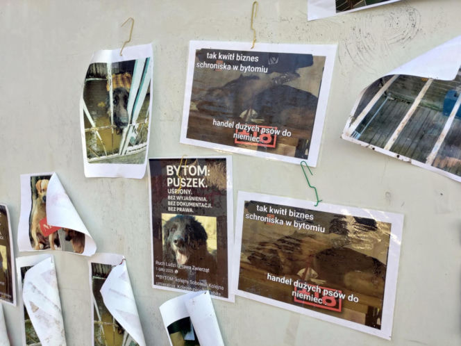 Zamieszanie w schronisku dla zwierząt w Bytomiu