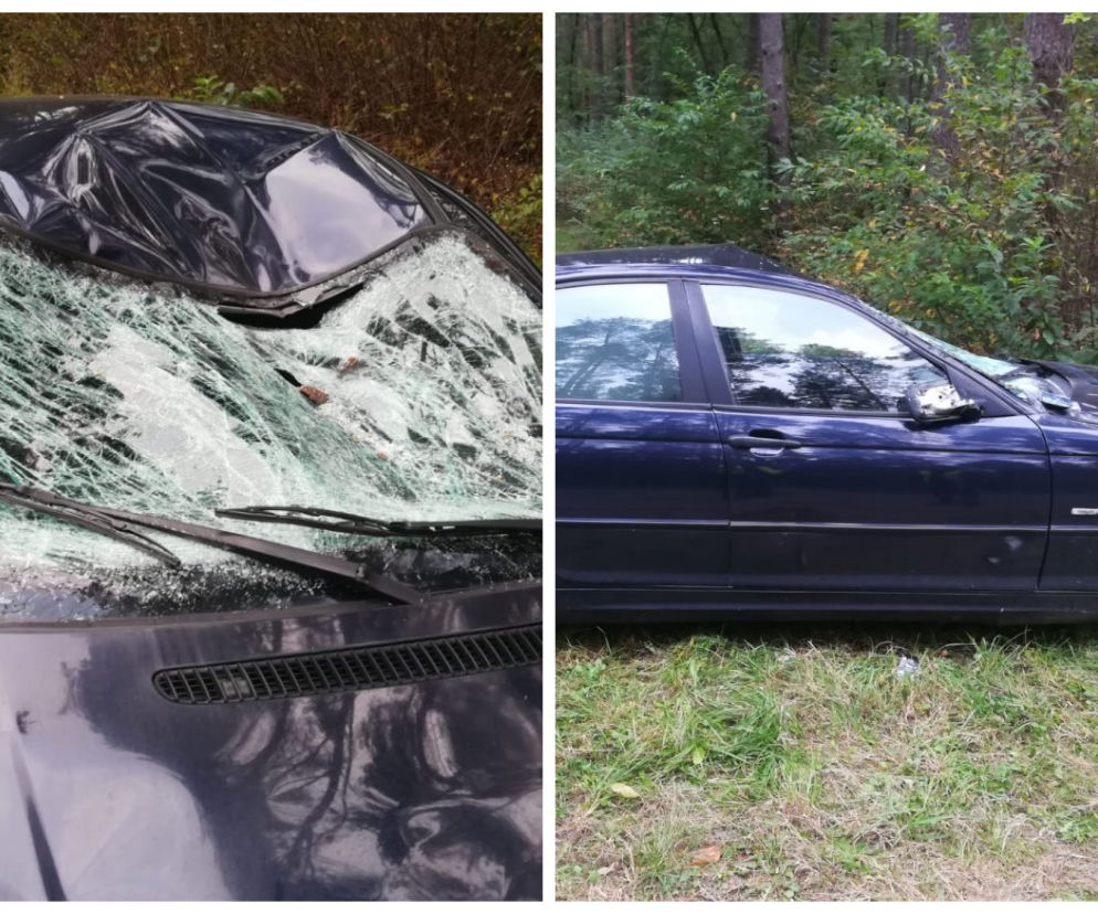 Łoś zderzył się z BMW, sarna uszkodziła dwa auta. Niebezpieczne zdarzenia na mazurskich drogach [ZDJĘCIA]