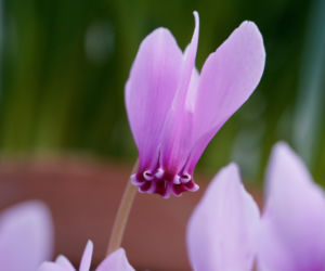 Cyklamen/fiołek alpejski