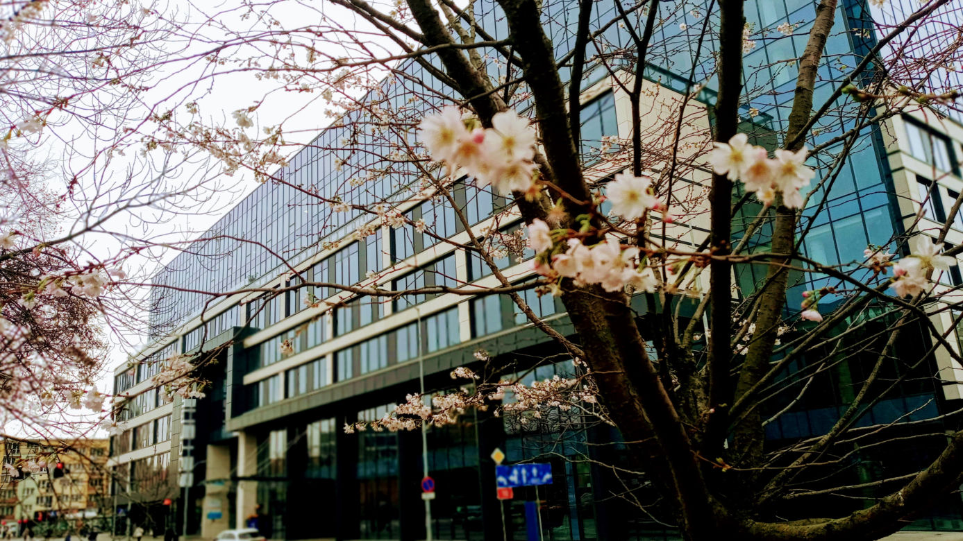 W listopadzie w centrum Szczecina zakwitły drzewa!