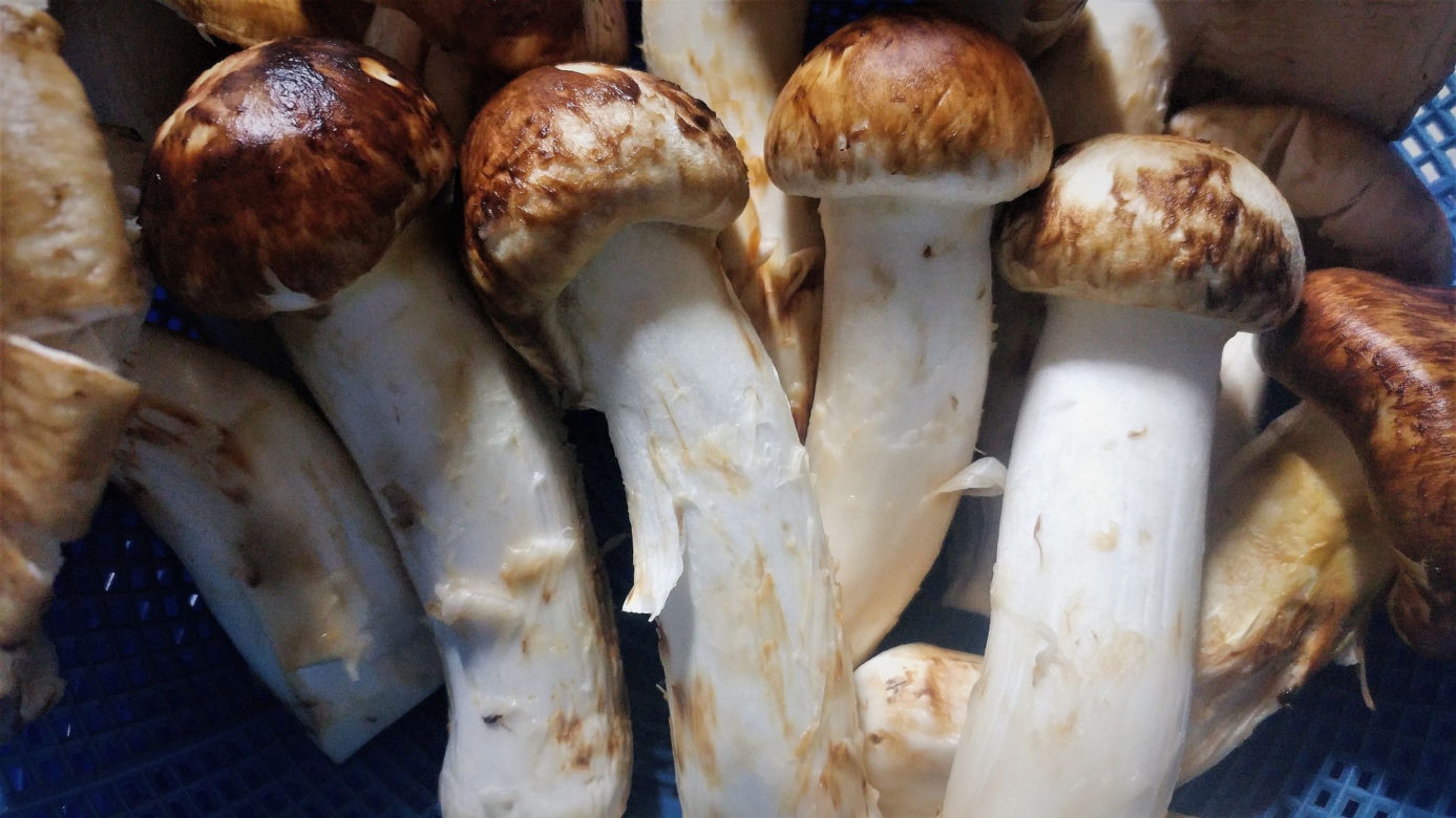  Matsutake