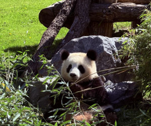 Pandy ZOO Berlin