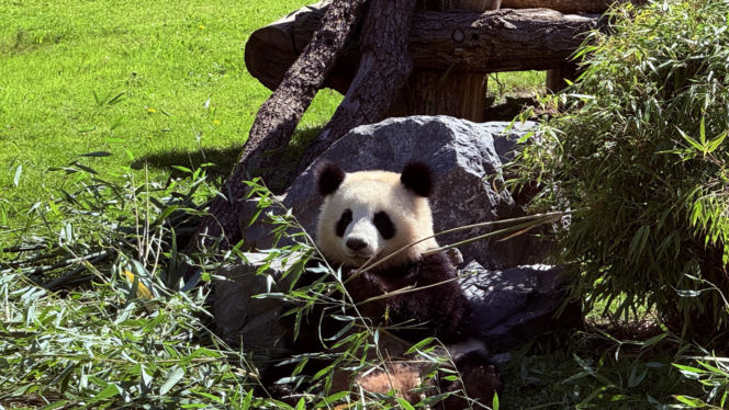 Pandy ZOO Berlin