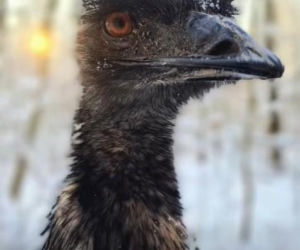 Emu spacerowało po lesie pod Garwolinem! Nagranie hitem sieci