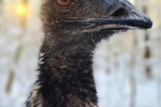 Emu spacerowało po lesie pod Garwolinem! Nagranie hitem sieci