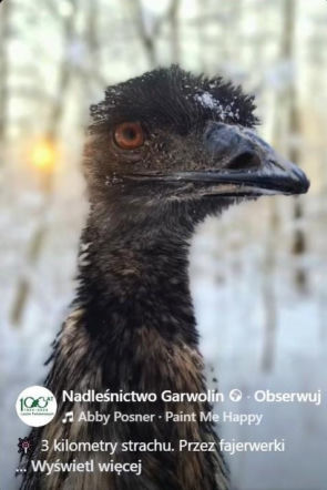 Emu spacerowało po lesie pod Garwolinem! Nagranie hitem sieci