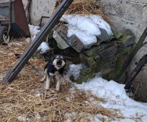 Szesnaście skrajnie zaniedbanych psów. Małżeństwo odpowie za znęcanie się nad zwierzętami