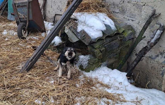Szesnaście skrajnie zaniedbanych psów. Małżeństwo odpowie za znęcanie się nad zwierzętami