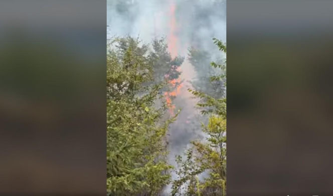 Pożary na Dolnym Śląsku jeden po drugim. Leśnicy pokazali nagranie i apelują!