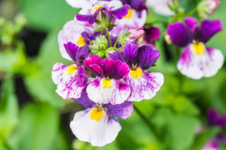 Nemezja rozłożysta - Nemesia fruticans