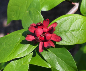 Ten krzew pachnie jak domowa szarlotka. Posadź już teraz, a nornice znikną z twojego ogrodu