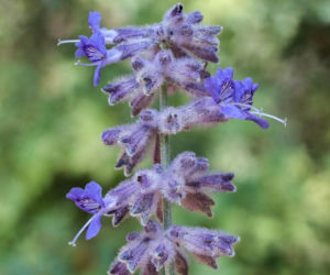 Ta roślina do złudzenia przypomina lawendę. Ma niewielkie wymagania, a z jej uprawą poradzi sobie nawet początkujący ogrodnik